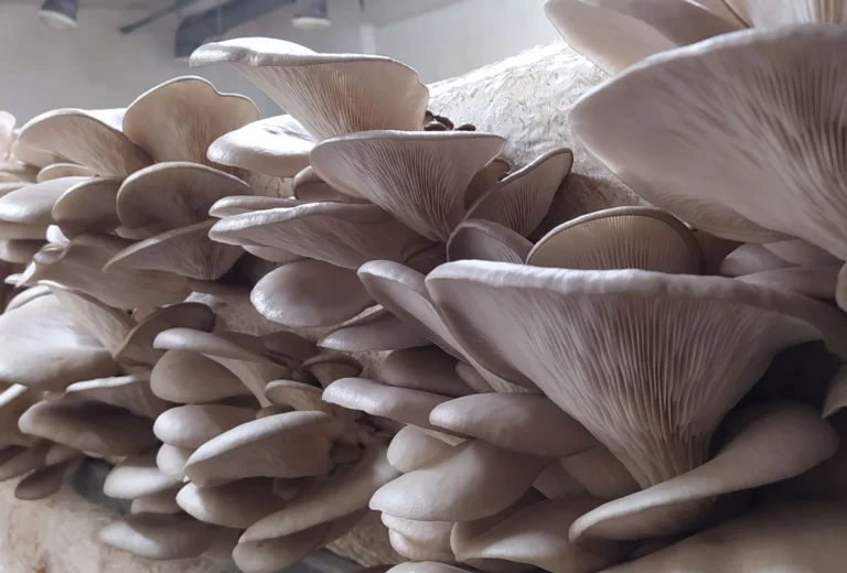 Ostali ekološko uzgojeni biljni proizvodi