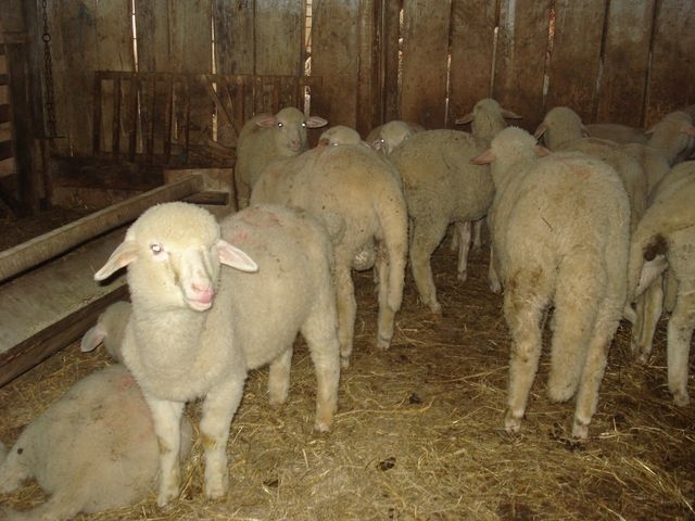 Ekološko ovčarstvo