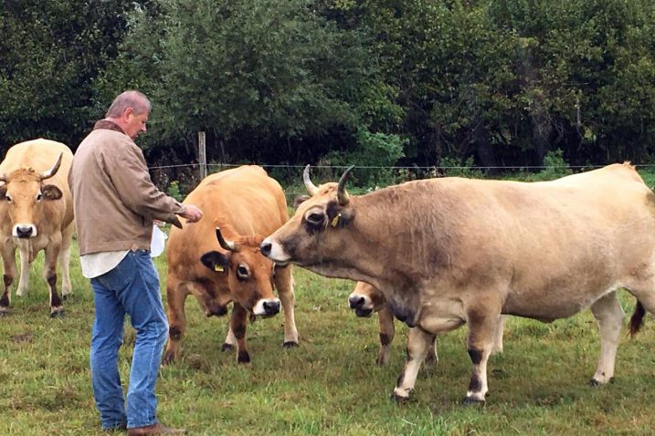 Ekološko govedarstvo