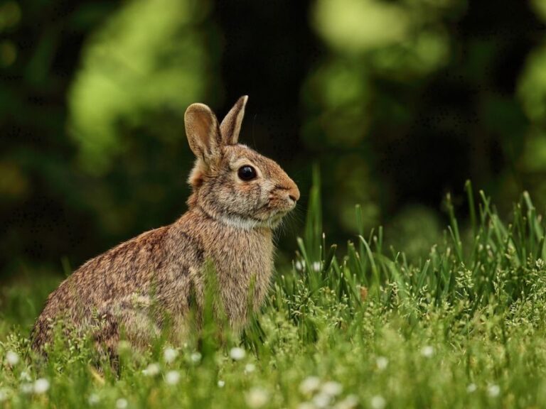 Ekološko kunićarstvo