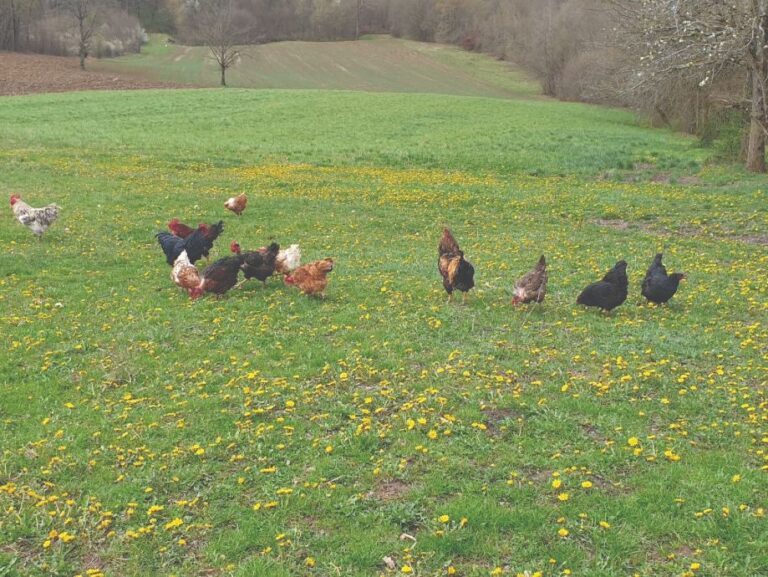 Ekološko peradarstvo