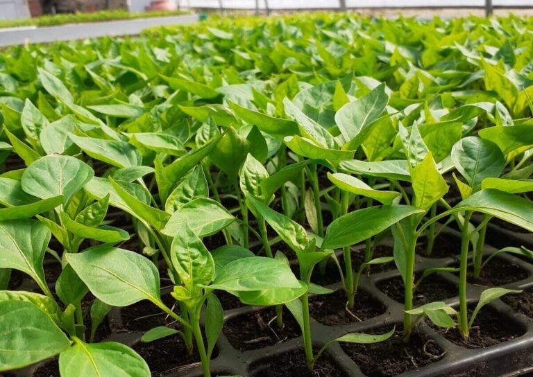 Reprodukcijski materijal